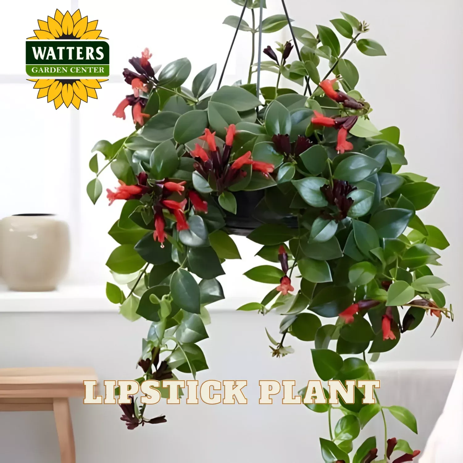 LIPSTICK PLANT 6in