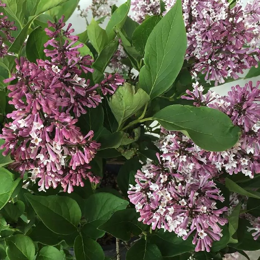 Little Lady Lilac