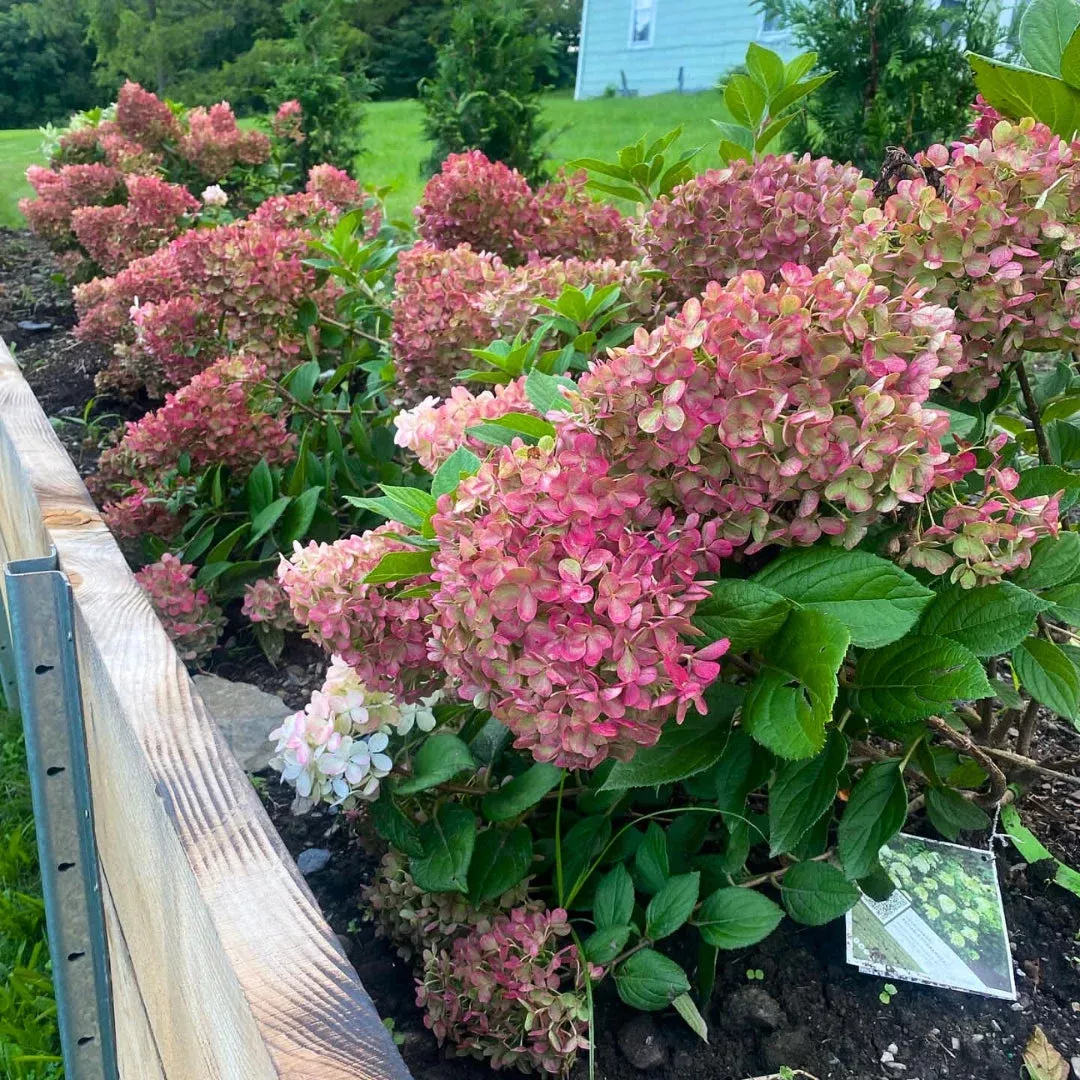 Little Lime Punch Hydrangea