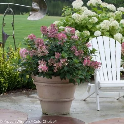 Little Quick Fire Panicle Hydrangea