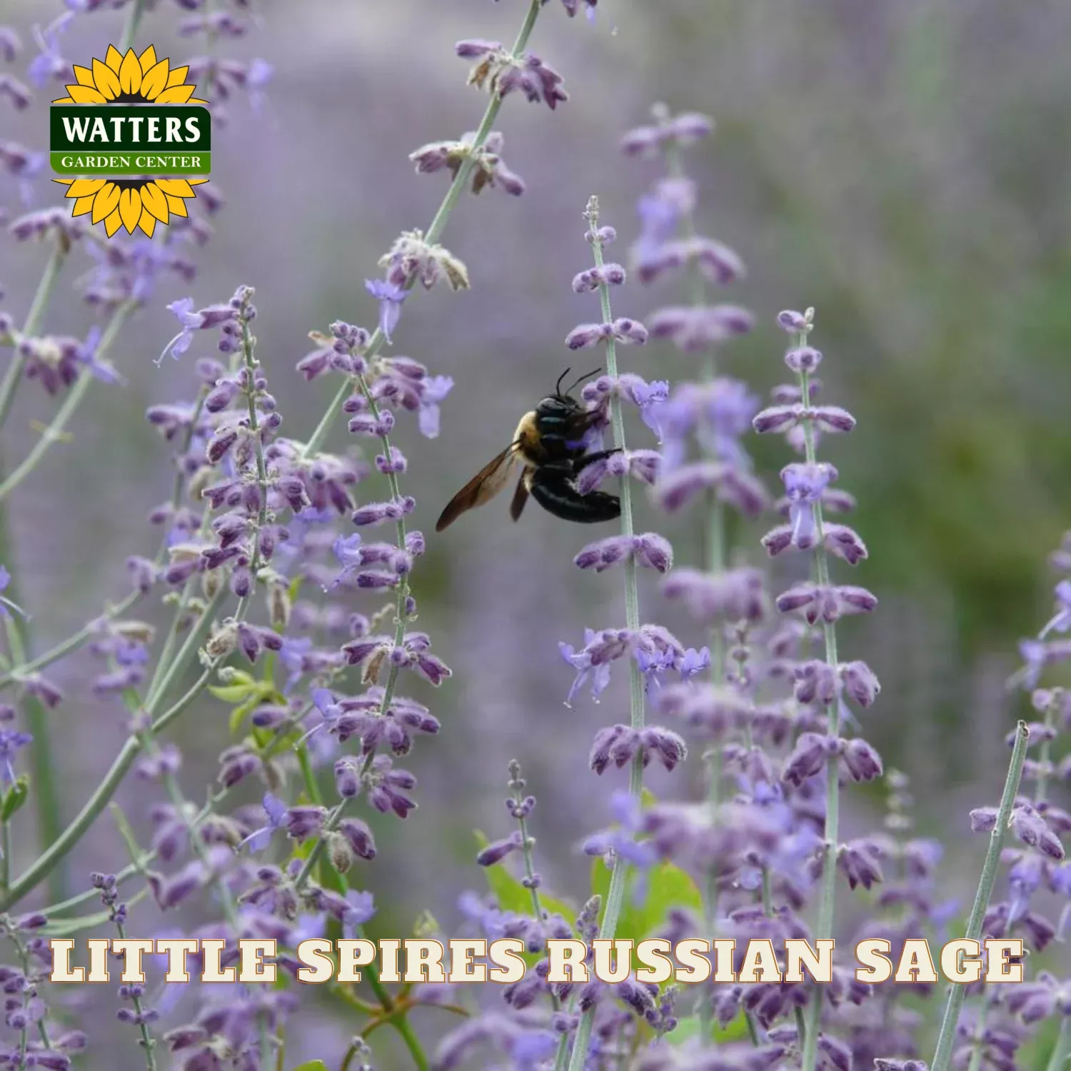 Little Spires Russian Sage (PEROVSKIA ATRIP. LITTLE SPIRES) – 1 gallon