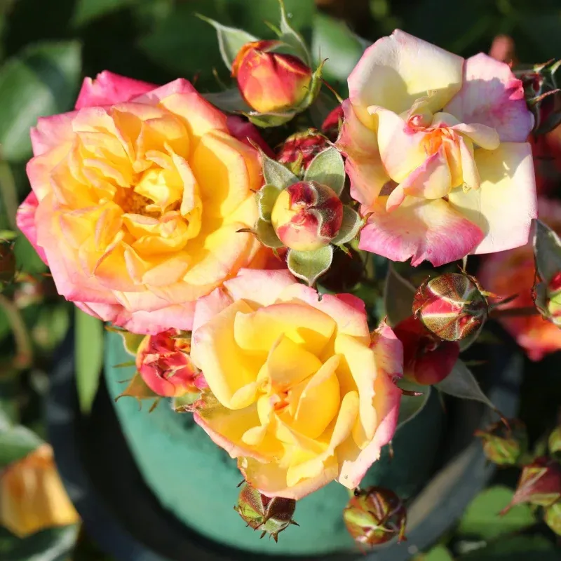 ‘Little Sunset’ Patio Shrub Rose