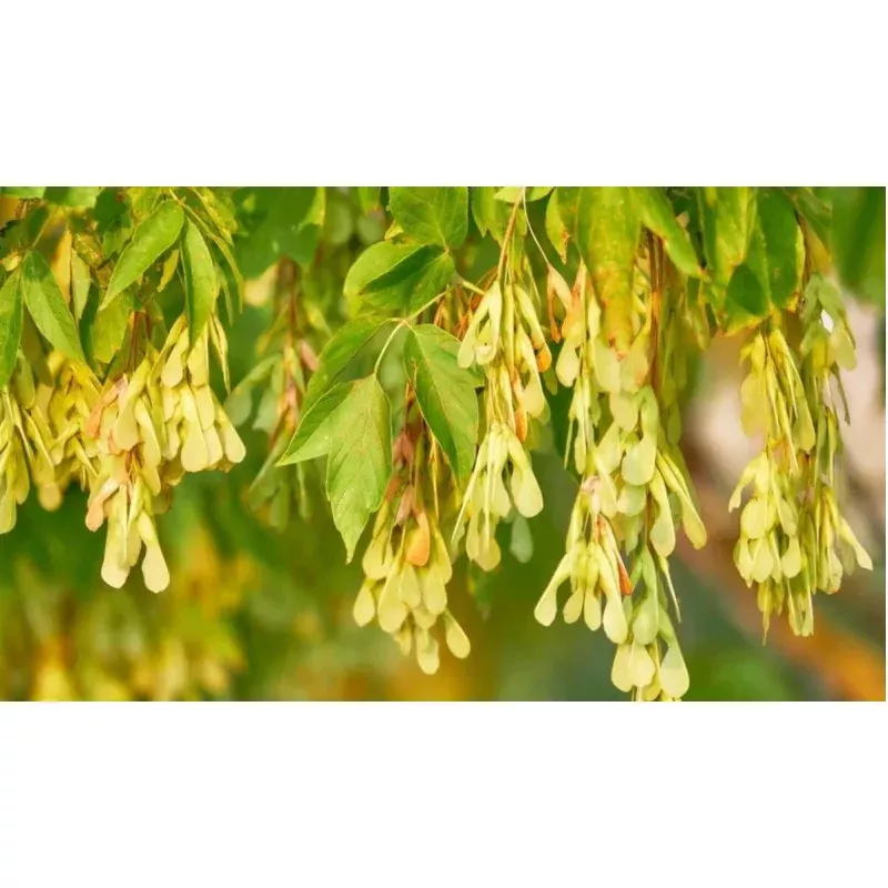 Live BoxElder Maple Tree - Well Rooted Plant - Acer negundo