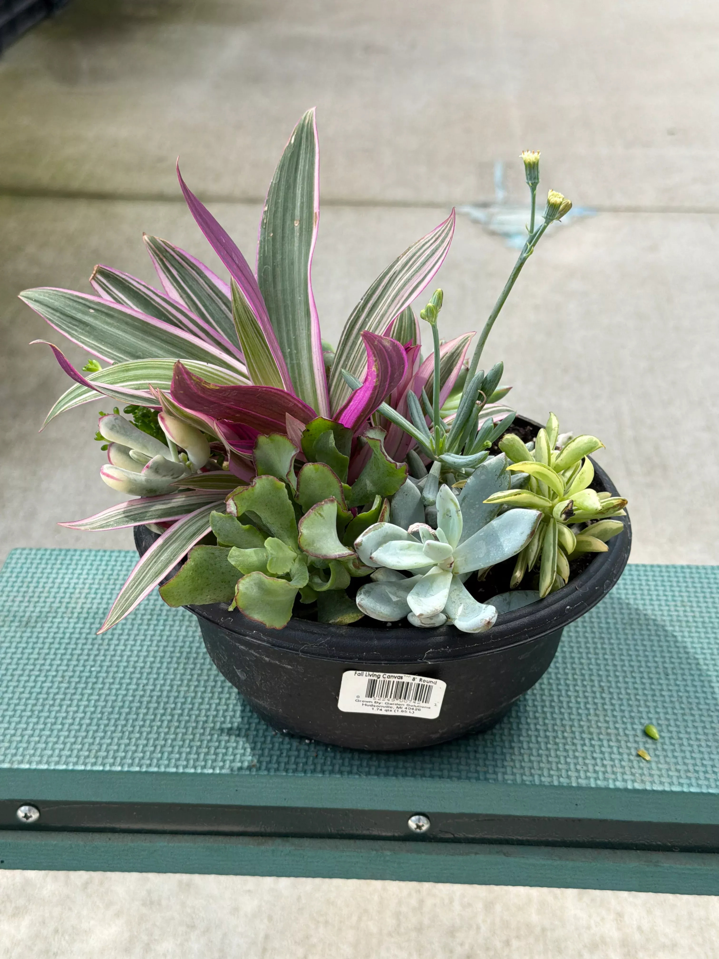 LIVING CANVAS BOWL 8
