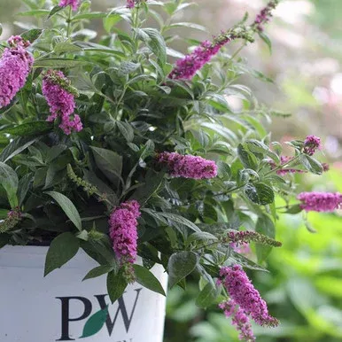 Lo & Behold ‘Pink Micro Chip’ Butterfly bush