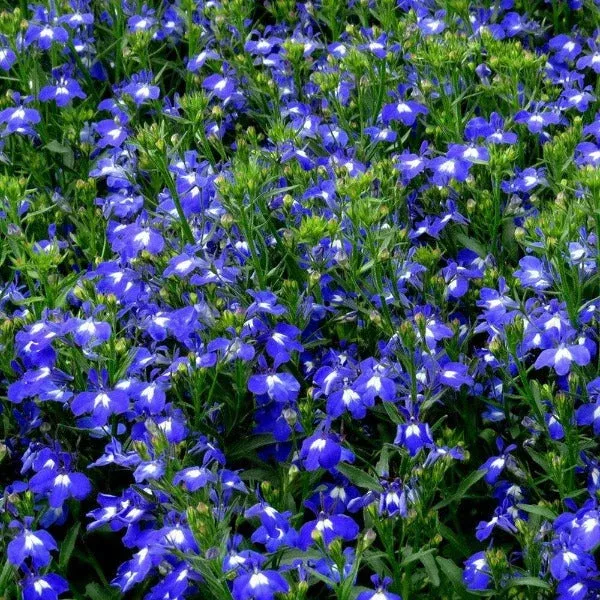 Lobelia Techno Dark Blue