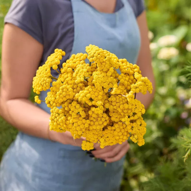 Lonas Seeds - Yellow Ageratum