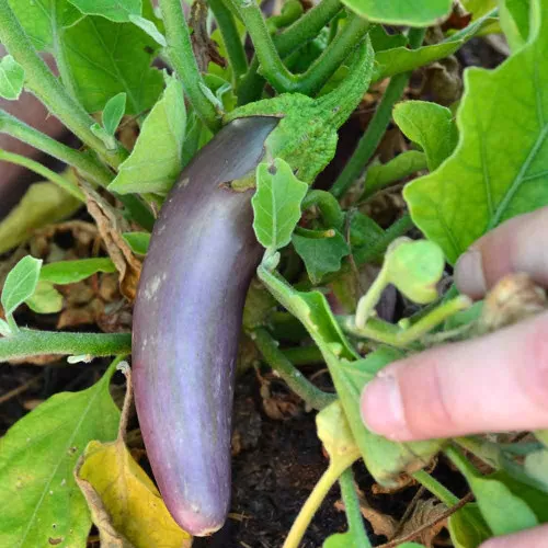 Long Purple Italian Eggplant Seeds - (Solanum melongena var. esculentum)