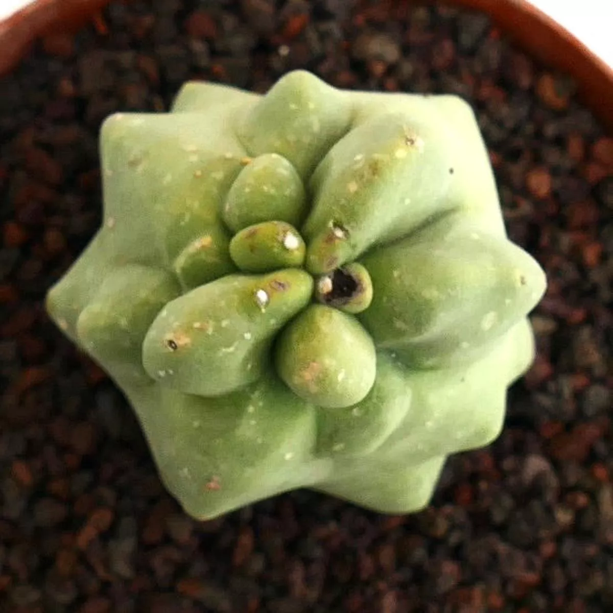 Lophocereus schottii monstruosus from MAJOR