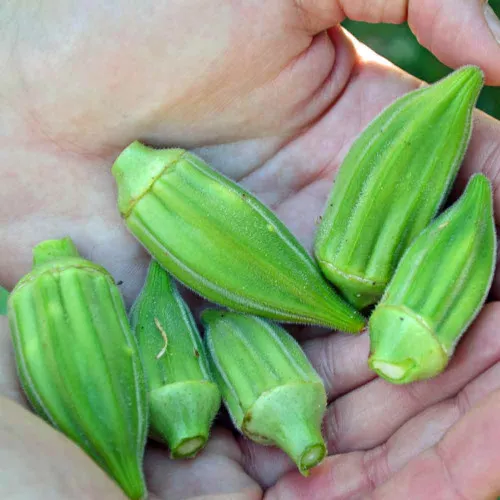 Louisiana Short Pod Okra Seeds – (Abelmoschus esculentus)