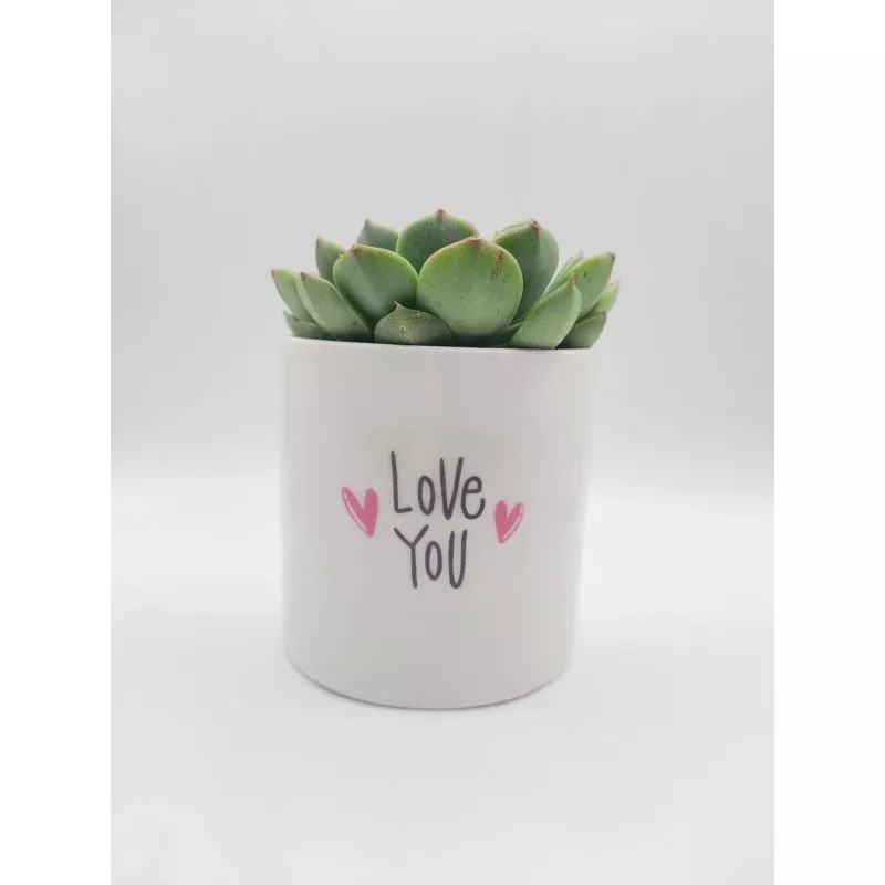 Love You Succulent Gift