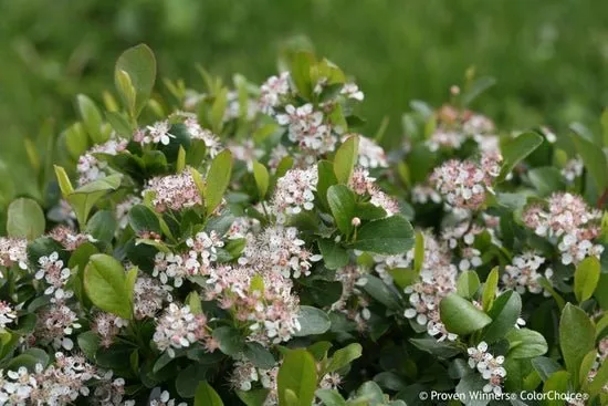Low Scape Mound Aronia melanocarpa