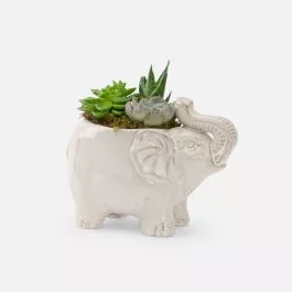 Lucky Elephant Succulent Garden