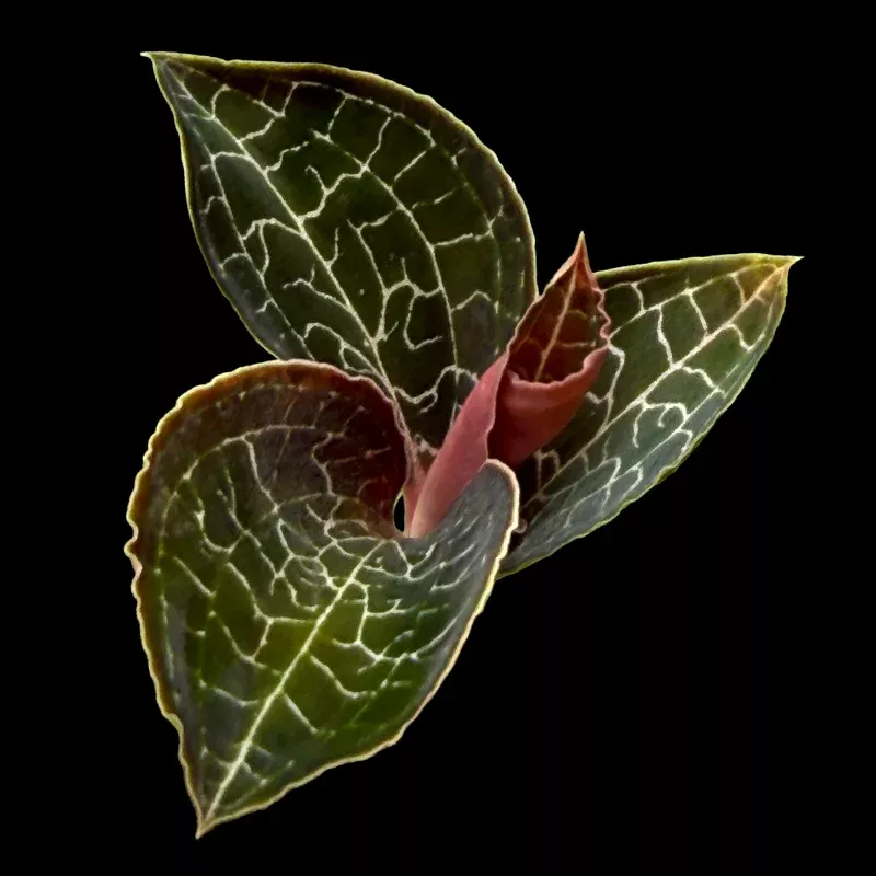 Ludisia discolor 'Mascot'