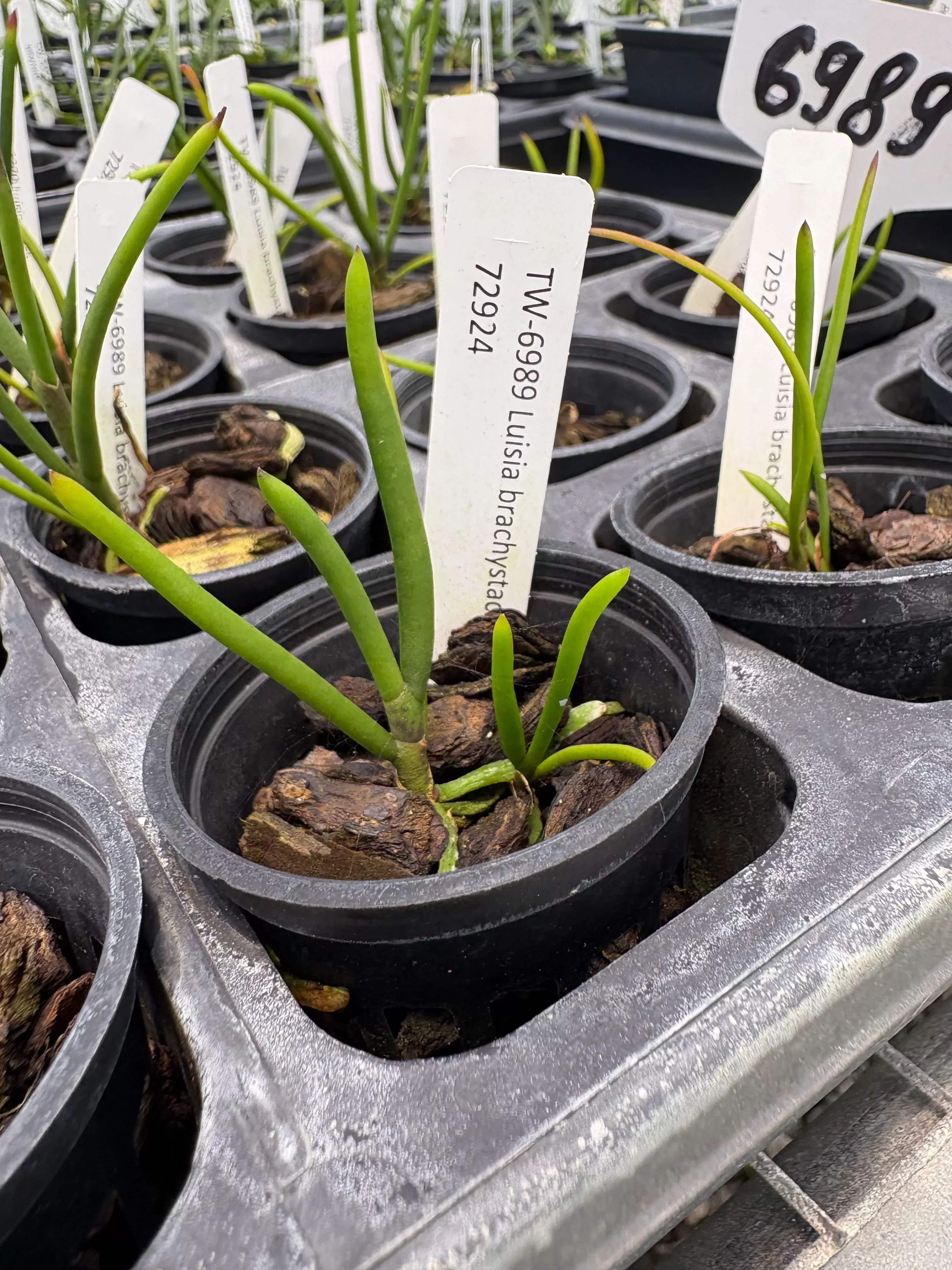 Luisia brachystachys