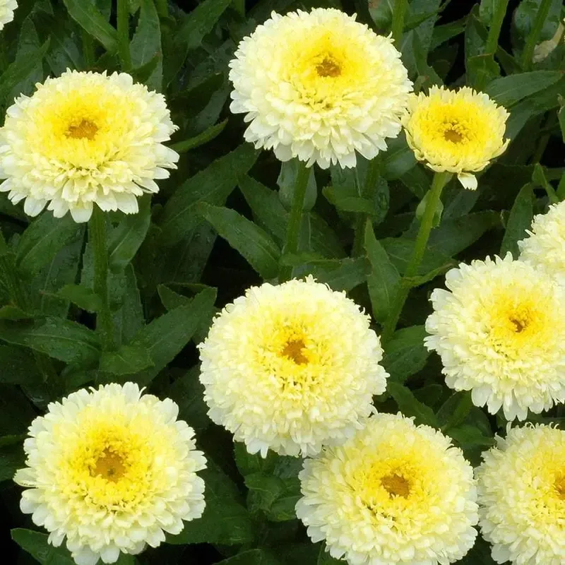 ‘Luna’ Shasta Daisy