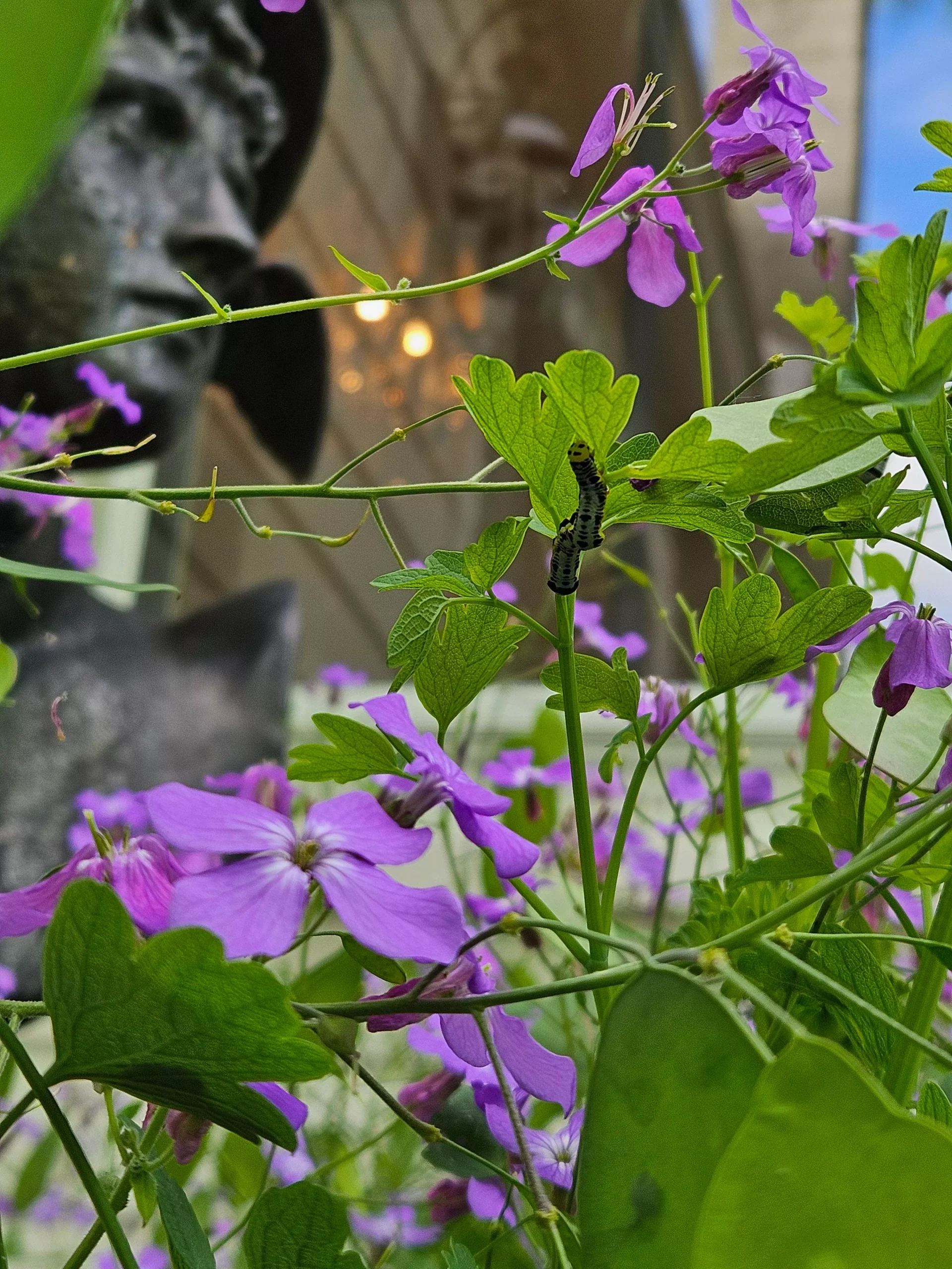 Lunaria annua 'Corfu Blue' | honesty