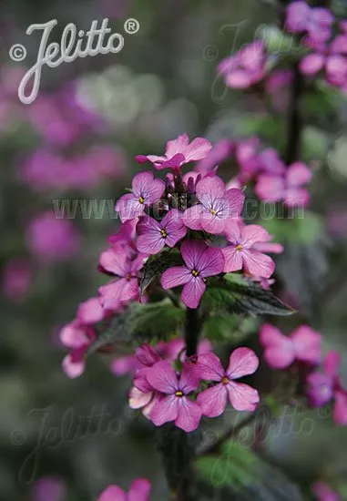 Lunaria annua 'Rosemary Verey' | honesty