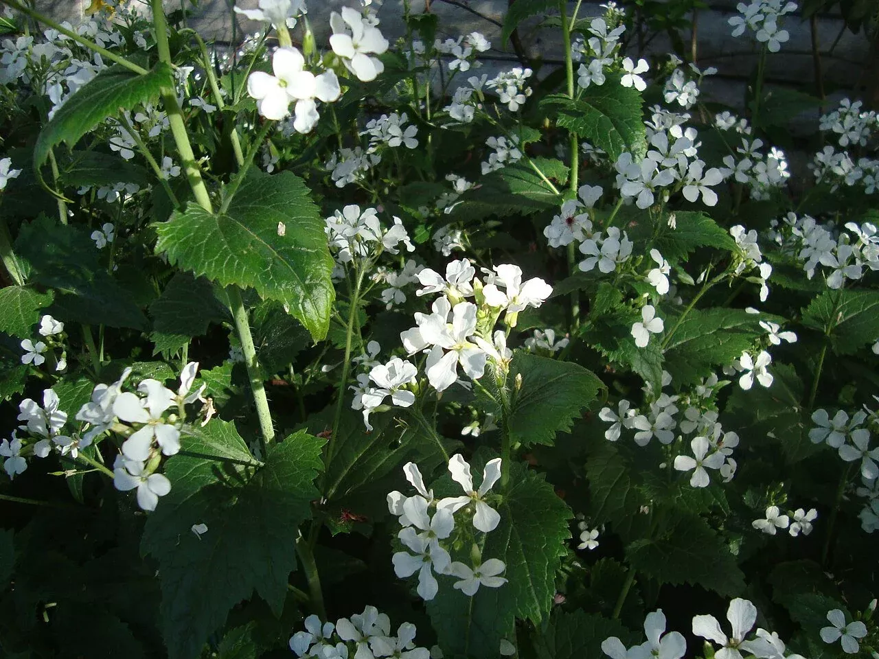 Lunaria annua var. albiflora | honesty