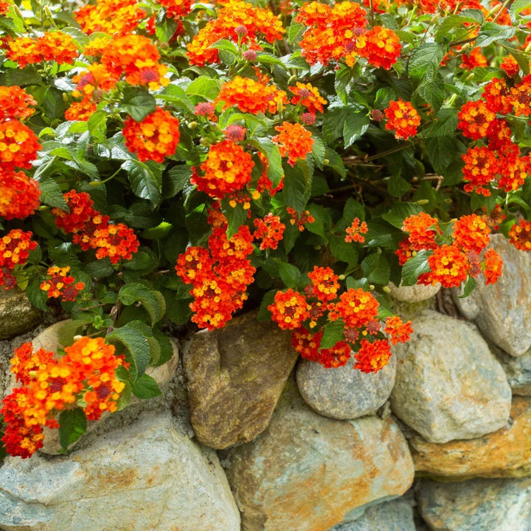Luscious Marmalade Lantana