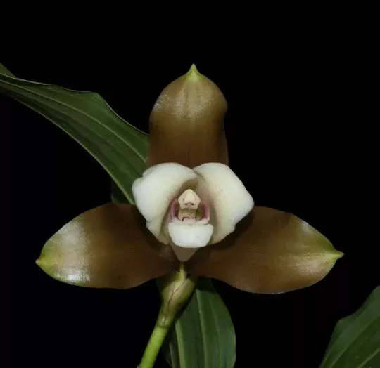Lycaste macrophylla