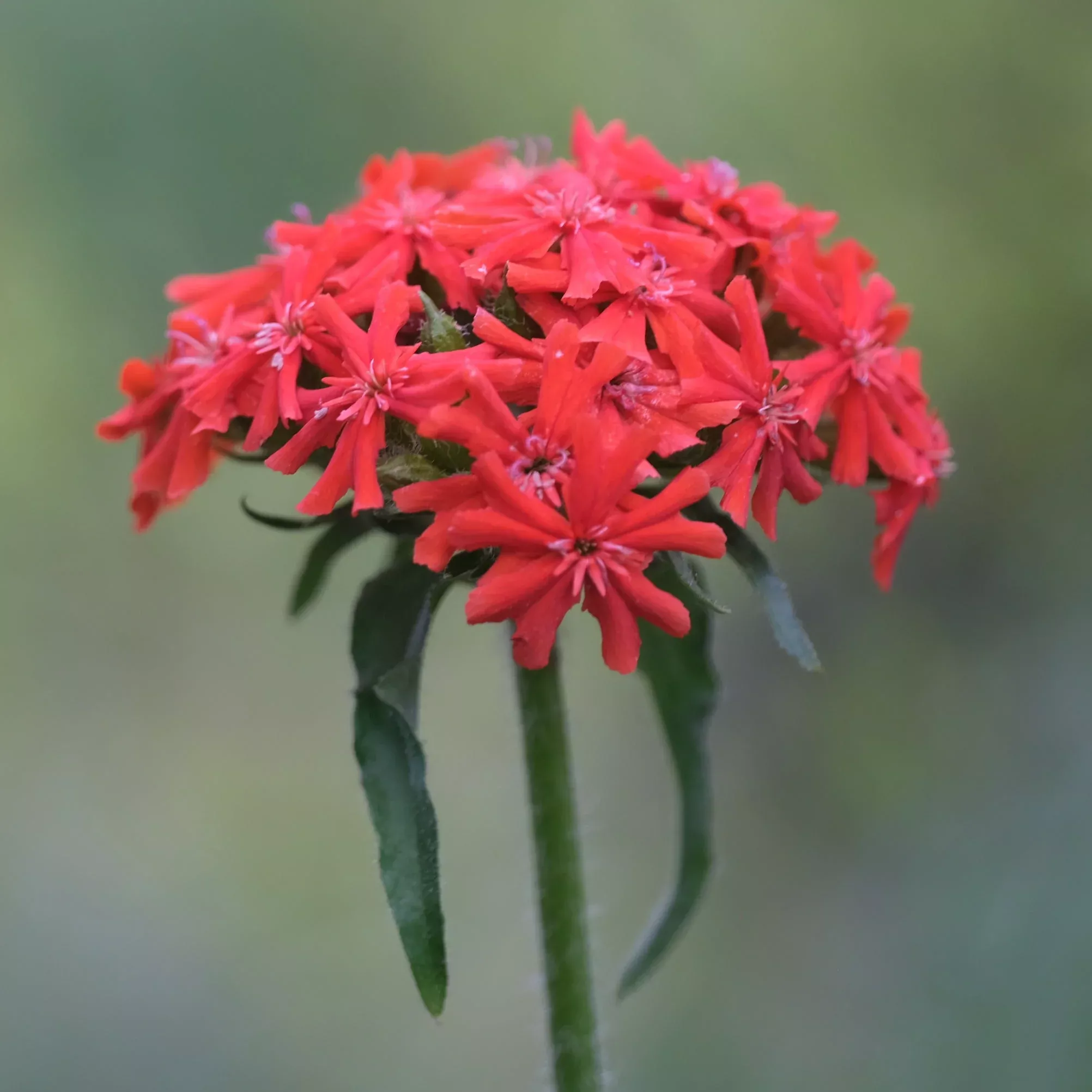 Lychnis chalcedonica | Maltese cross