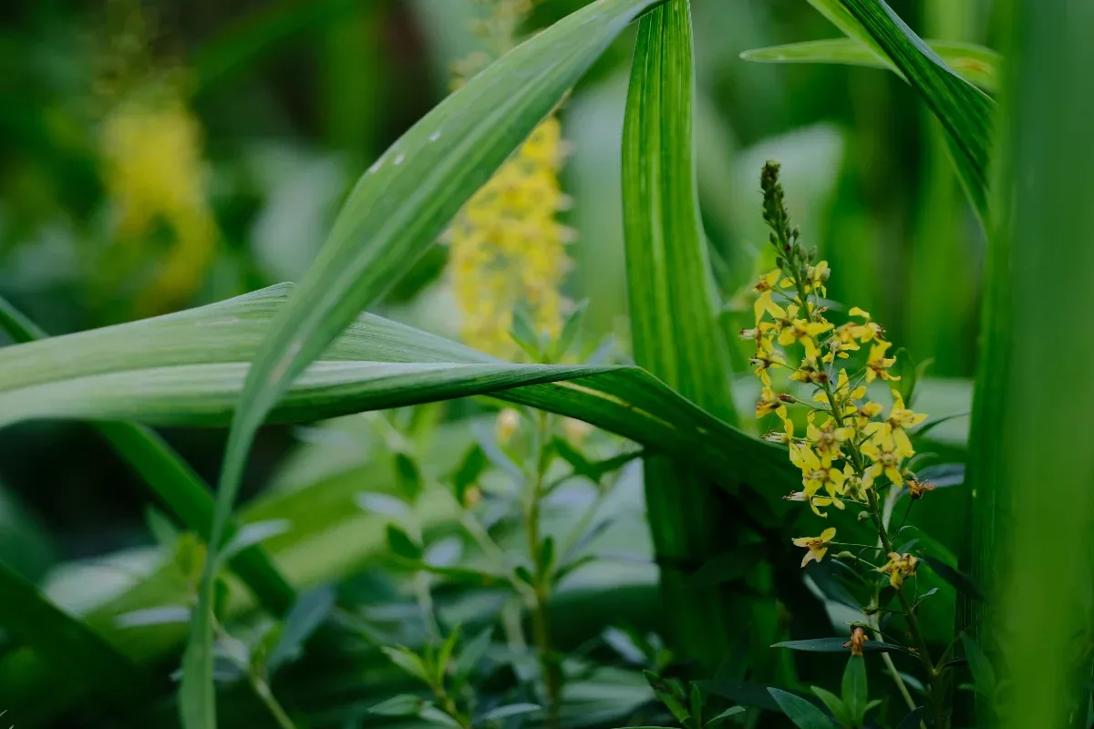 Lysimachia terrestris | swamp candles