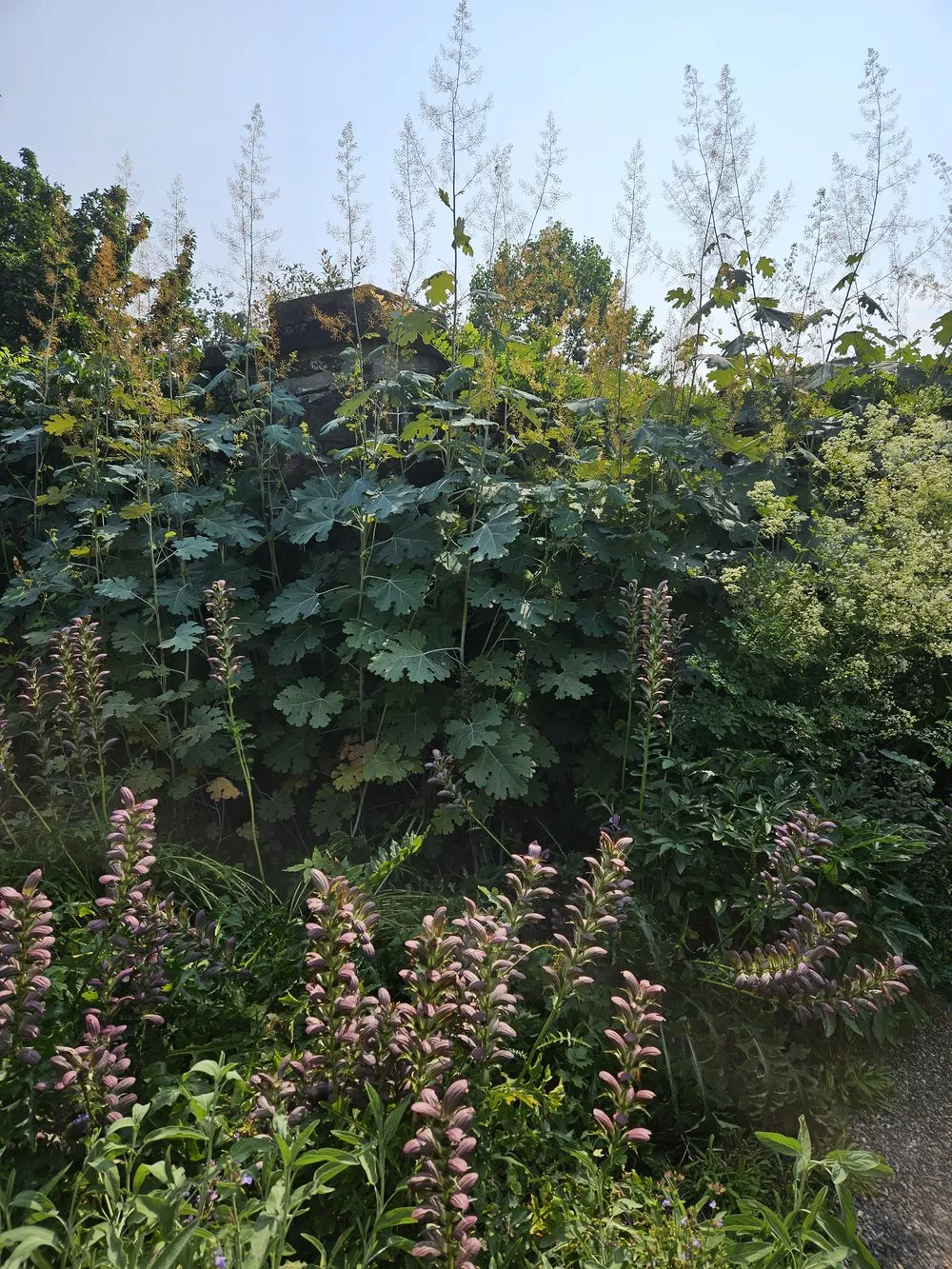 Macleaya cordata | plume poppy