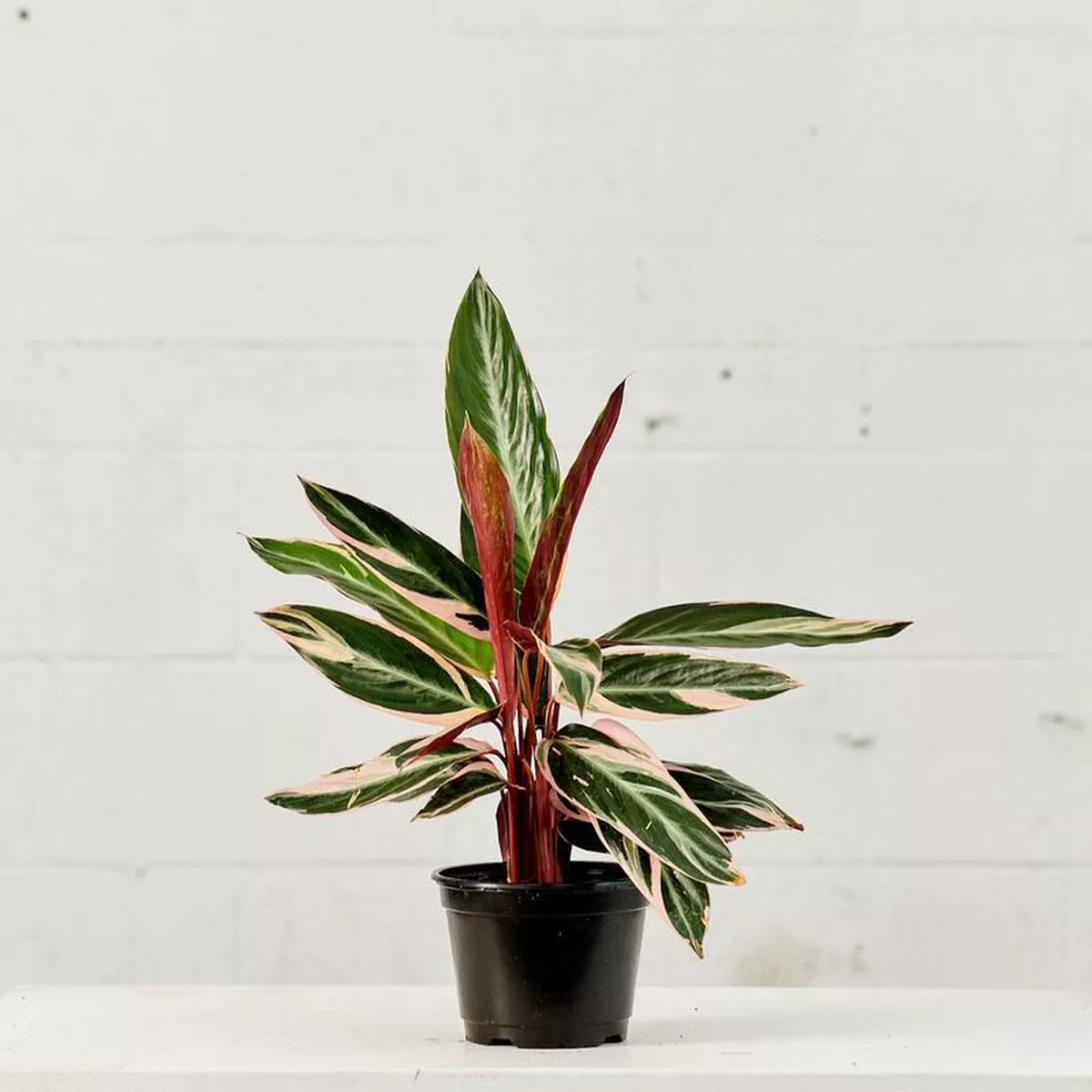 Magic Star Stromanthe 8211 4 inch pot