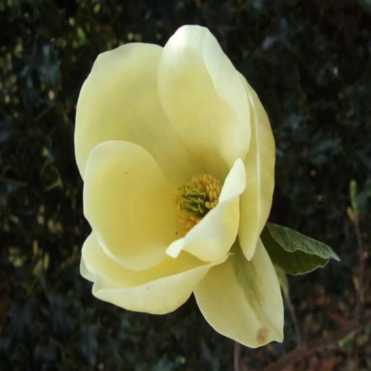 Magnolia Honey Liz