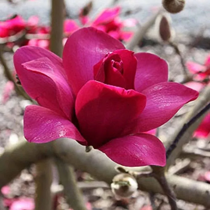 Magnolia Pink Pyramid