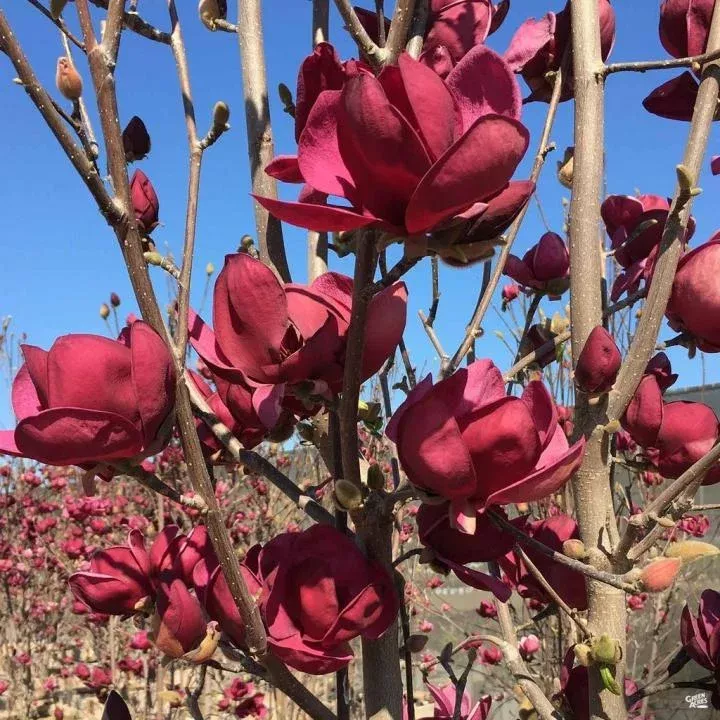 Magnolia Tinker Belle