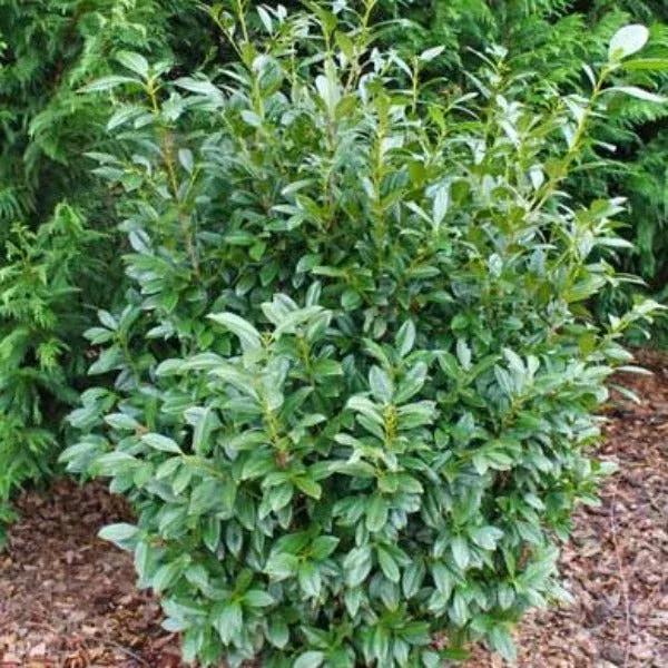 Majestic Jade English Laurel