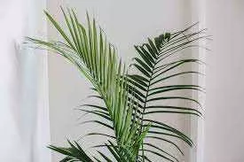 MAJESTY PALM 10in