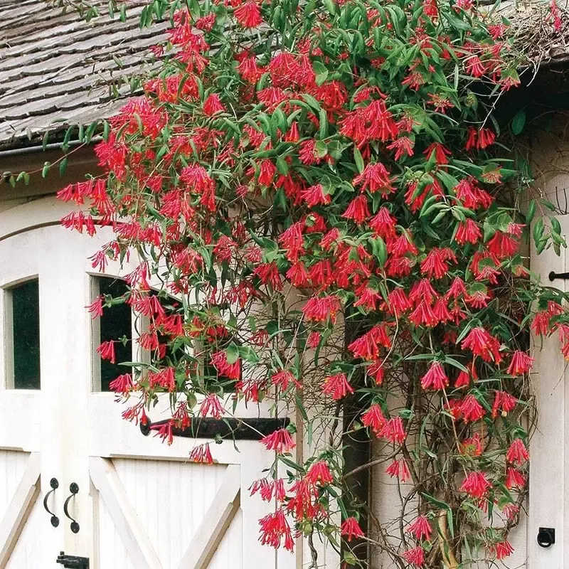‘Major Wheeler’ Honeysuckle