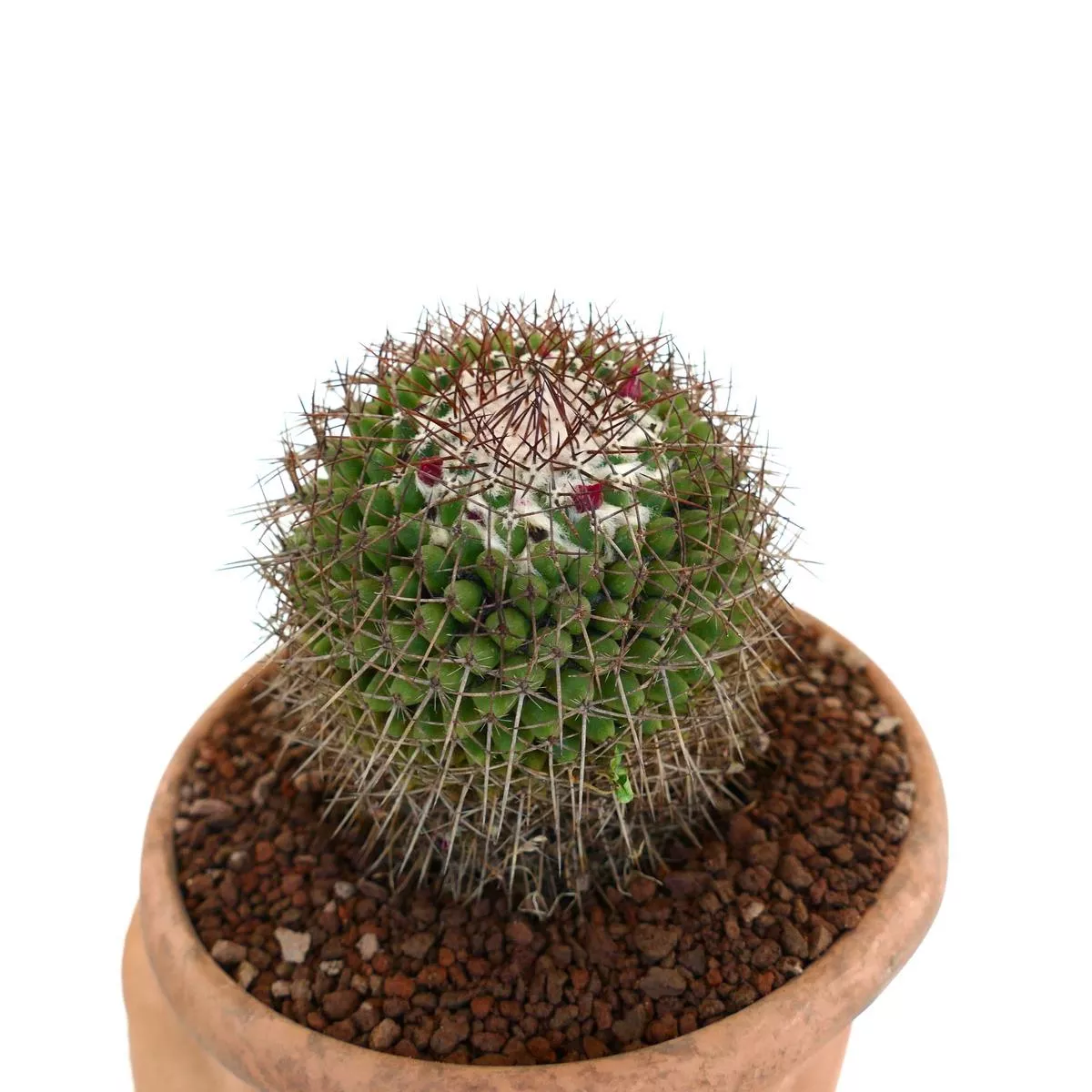 Mammillaria durispina (Sierra Zamoran) EX Reppenhagen