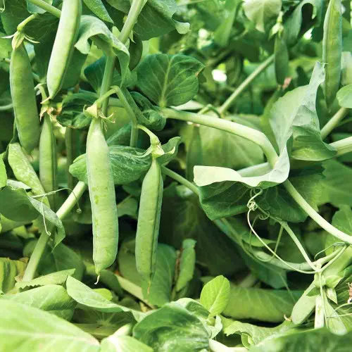 Mammoth Melting Sugar Pea Seeds – (Pisum sativum)