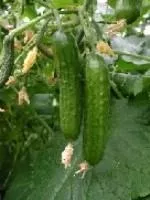 Manar F1Mini Cucumber (Treated seed)