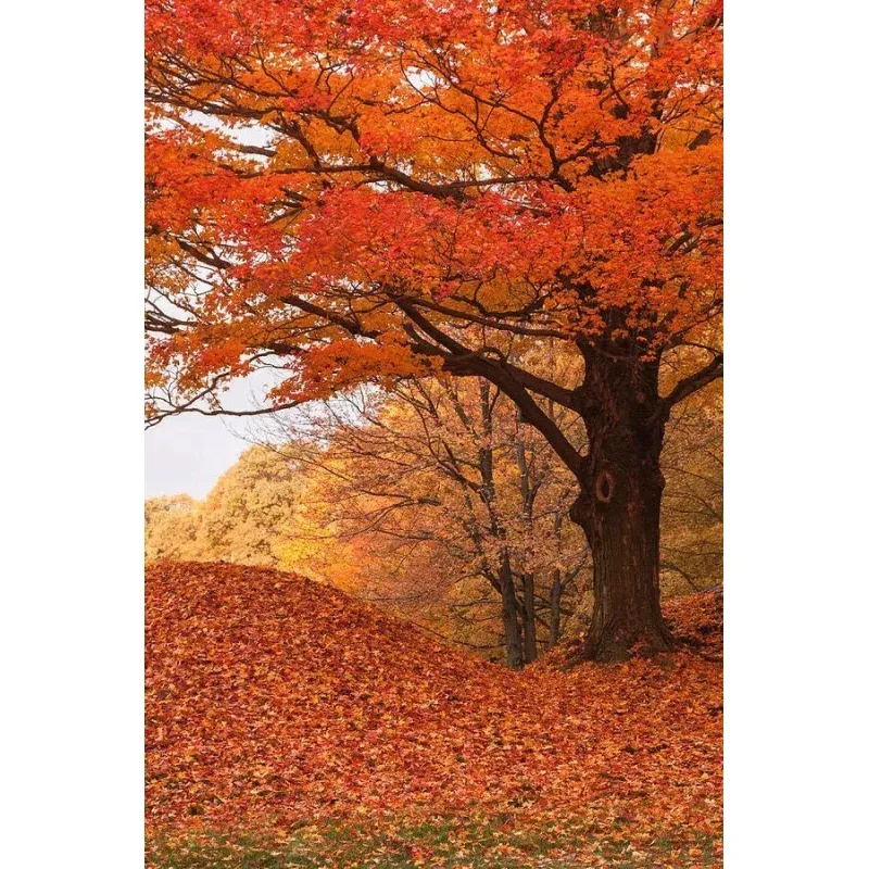Maple Seedling Trees - 2 Pack - Fast Growing Shade Trees with Great Fall Foliage - Acer spp.