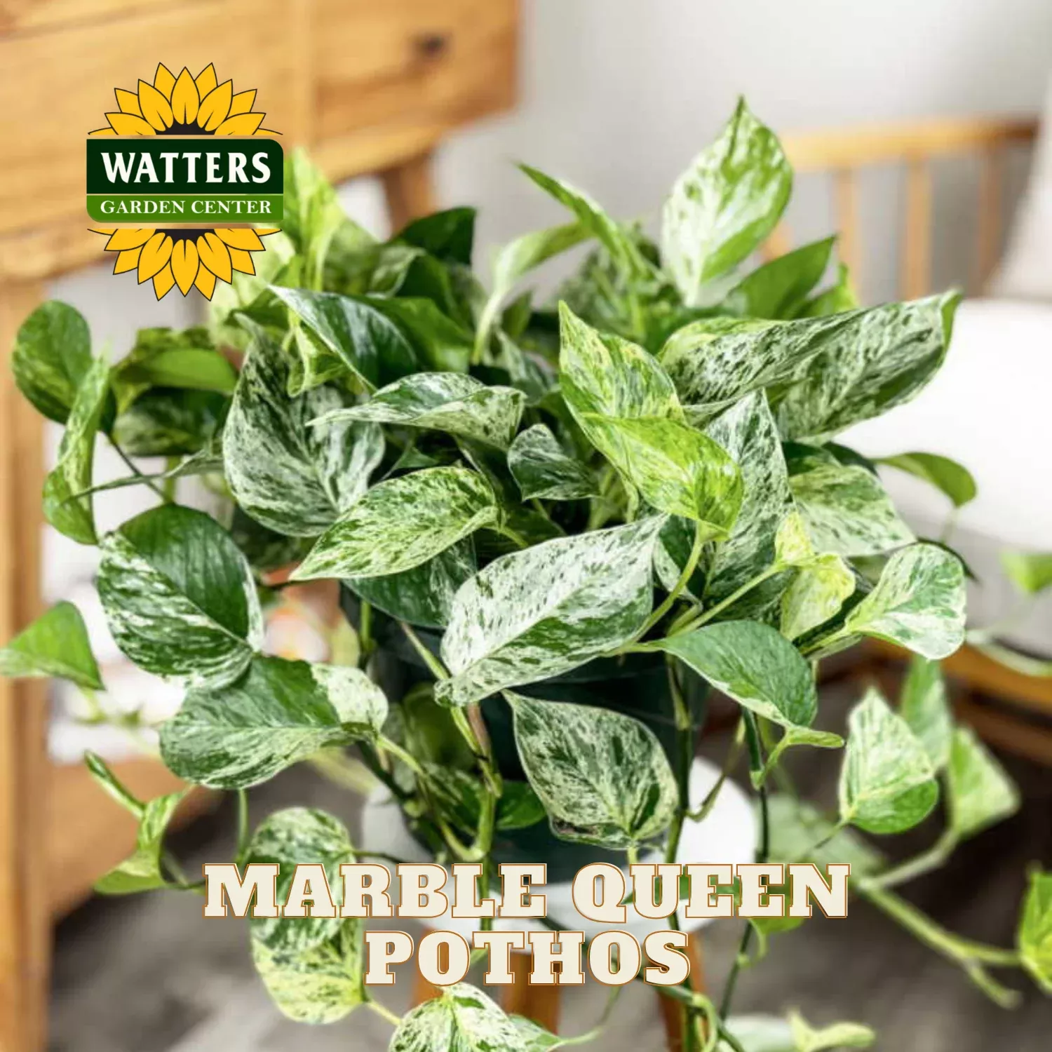 MARBLE QUEEN POTHOS 4in