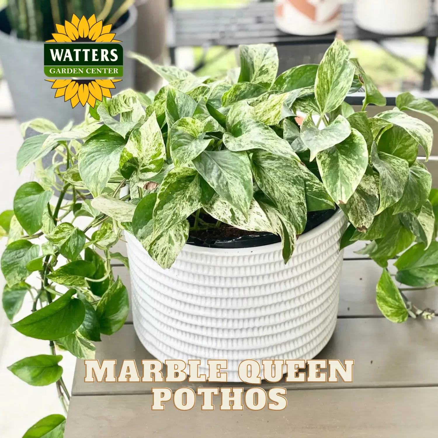 MARBLE QUEEN POTHOS 6in