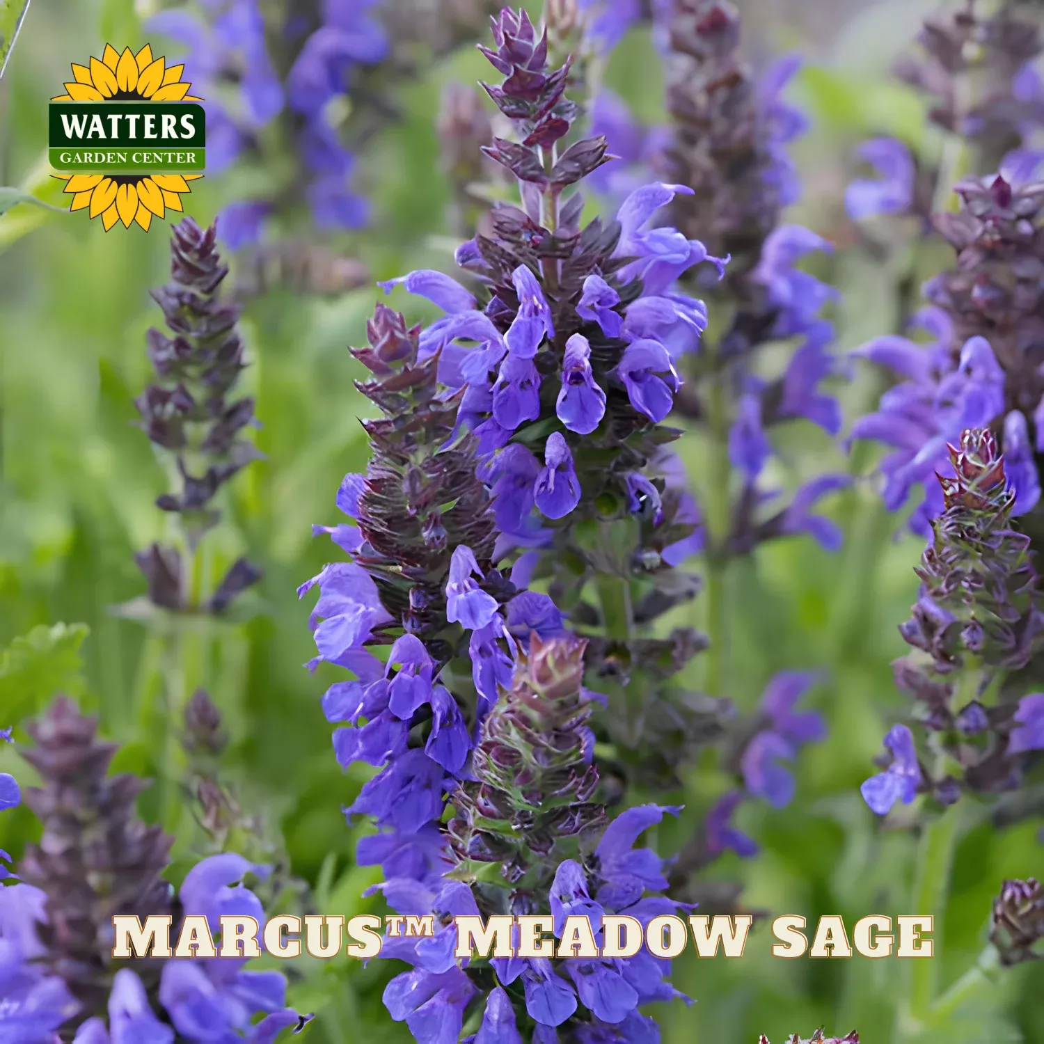 Marcus™ Meadow Sage (Salvia x ‘Marcus’) – 1 gallon