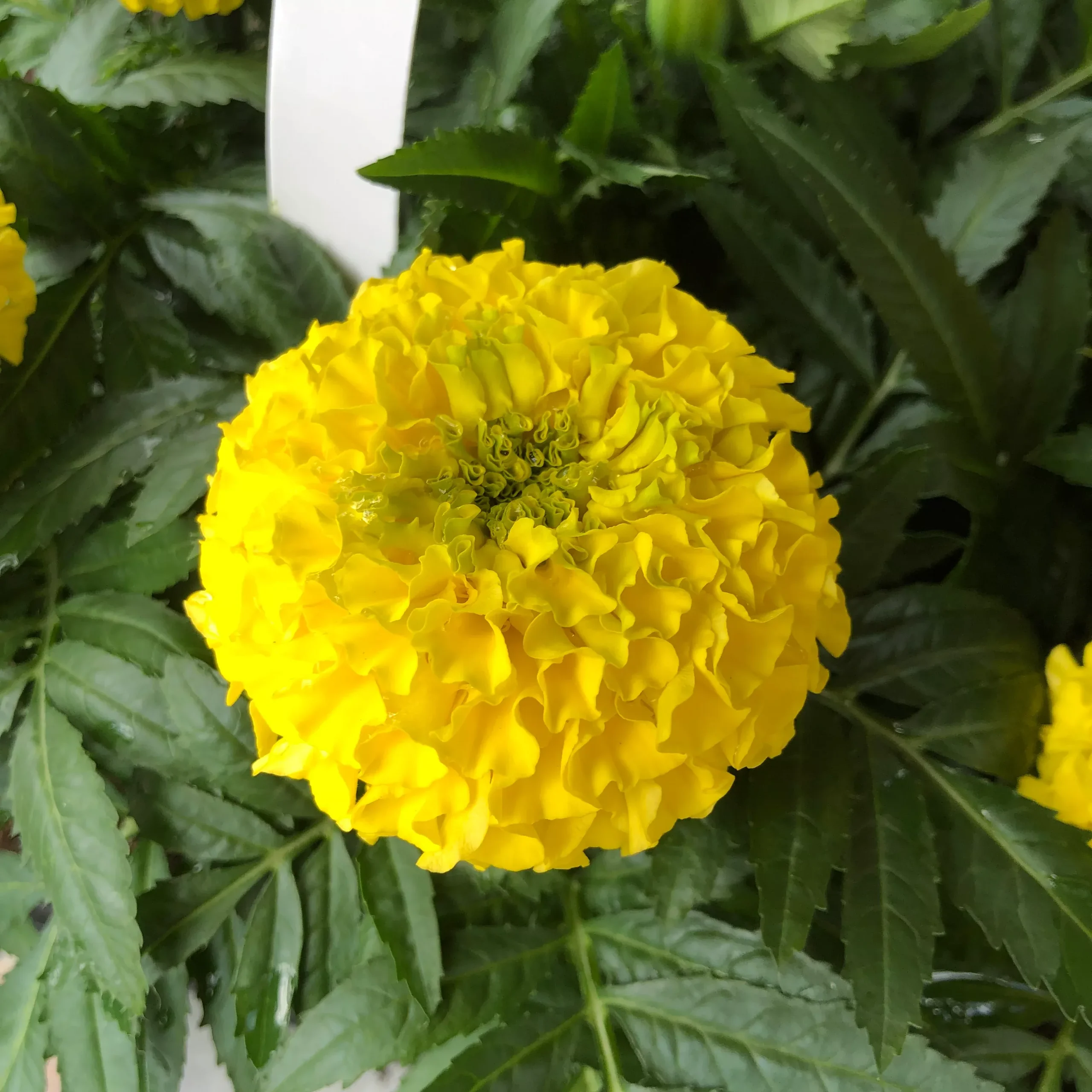 Marigold, African