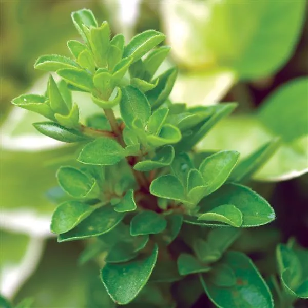 Marjoram Sweet - 4.33