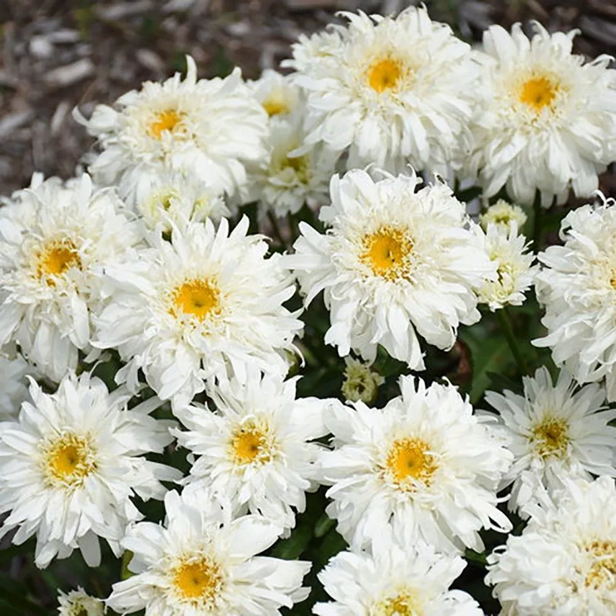 Marshmallow Shasta Daisy