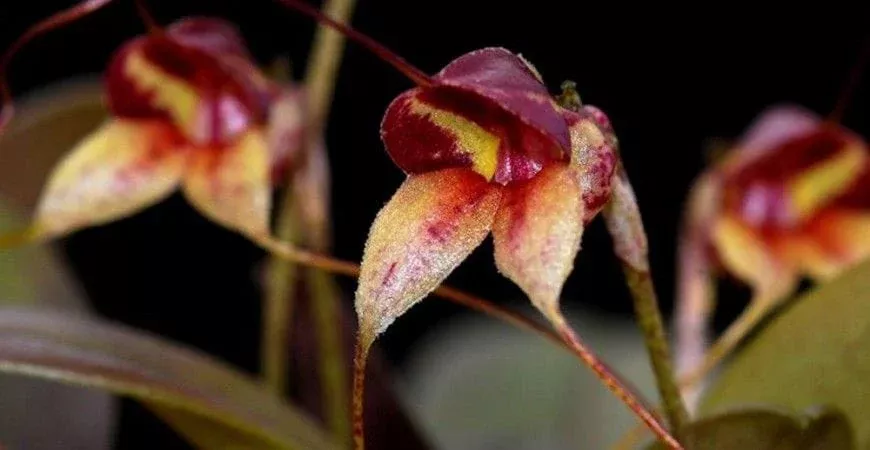 Masdevallia nidifica