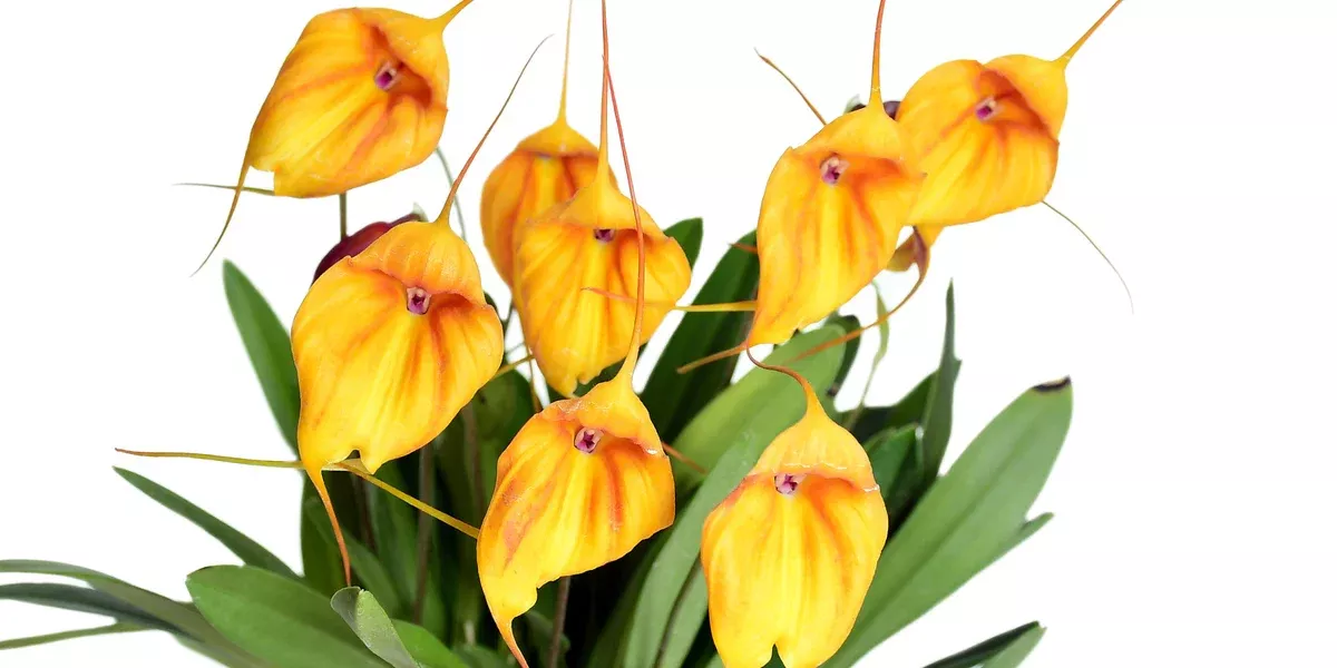 Masdevallia niesseniae