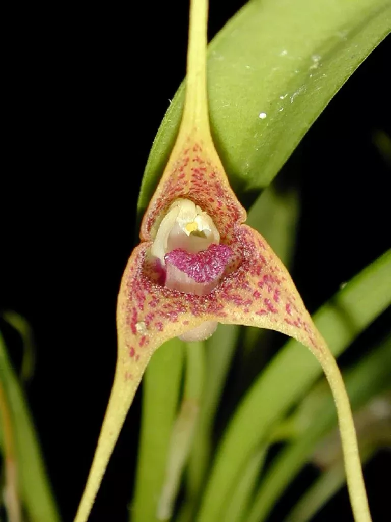 Masdevallia peristeria