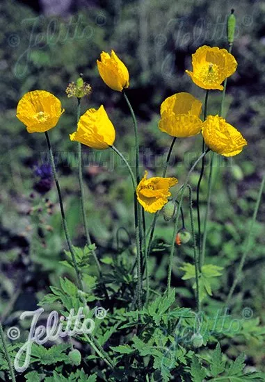 Meconopsis cambrica | Welsh poppy