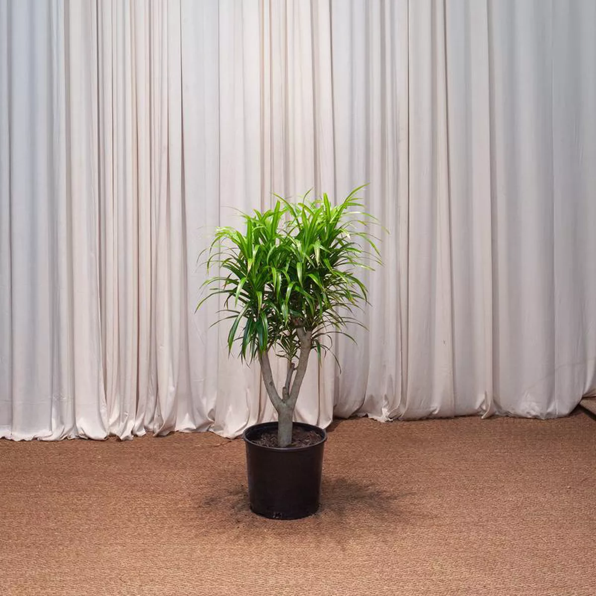 Medusa Stump Dracaena reflexa 8216Anita8217 8211 10 inch pot 8211 35-4 foot tall